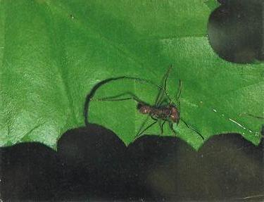 1985 Sanitarium Health Foods Amazing Animals of the World #2 Leaf-Cutter Ants Front