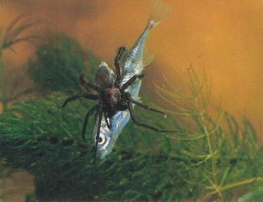 1985 Sanitarium Health Foods Amazing Animals of the World #3 Water Spider Front