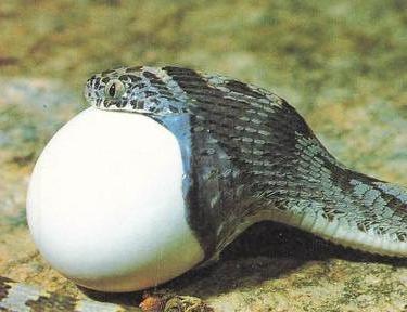 1985 Sanitarium Health Foods Amazing Animals of the World #5 Egg-Eating Snake Front