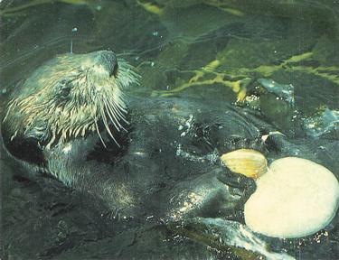 1985 Sanitarium Health Foods Amazing Animals of the World #6 Sea Otter Front