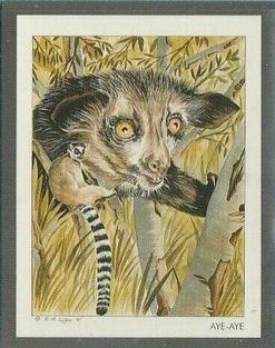1991 Victoria Gallery Endangered Wild Animals #6 Aye-Aye / Ring Tailed Lemur Front