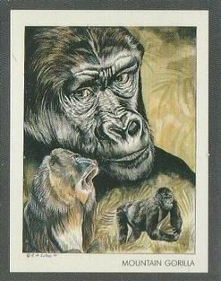 1991 Victoria Gallery Endangered Wild Animals #7 Eastern Lowland and Mountain Gorilla /  Mandrill Front