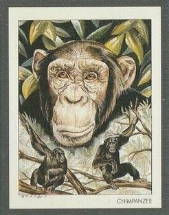 1991 Victoria Gallery Endangered Wild Animals #9 Chimpanzee / Pygmy Chimpanzee Front