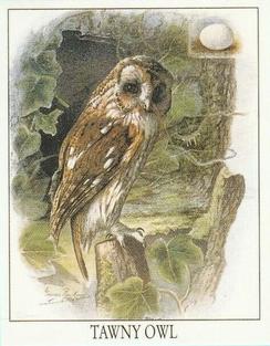 1996 Victoria Gallery British Birds of Prey Series 1 #2 Tawny Owl Front