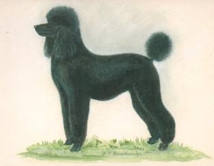 1999 Imperial Dog Collection Poodles #1 Poodles Front
