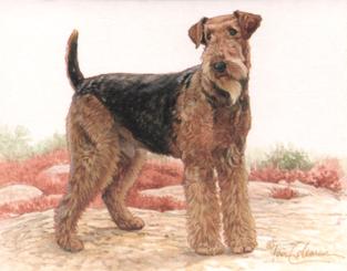 1999 Imperial Dog Collection Airedale Terriers #1 Airedale Terriers Front
