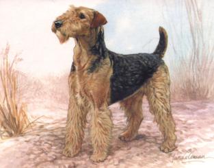 1999 Imperial Dog Collection Airedale Terriers #2 Airedale Terriers Front