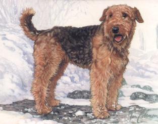 1999 Imperial Dog Collection Airedale Terriers #4 Airedale Terriers Front