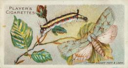1904 Player's Butterflies & Moths #2 Common Dagger Moth Front