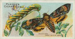 1904 Player's Butterflies & Moths #6 Death's-head Hawk-Moth Front