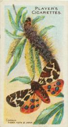 1904 Player's Butterflies & Moths #8 Common Tiger Moth Front
