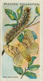 1904 Player's Butterflies & Moths #11 Gipsy Moth Front
