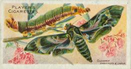 1904 Player's Butterflies & Moths #12 Oleander Hawk-Moth Front