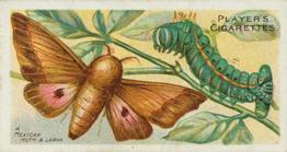 1904 Player's Butterflies & Moths #14 A Mexican Moth Front