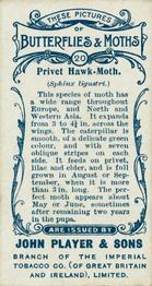 1904 Player's Butterflies & Moths #20 Privet Hawk-Moth Back
