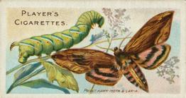 1904 Player's Butterflies & Moths #20 Privet Hawk-Moth Front