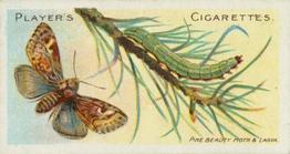 1904 Player's Butterflies & Moths #29 Pine Beauty Moth Front