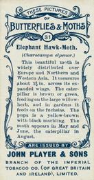 1904 Player's Butterflies & Moths #31 Elephant Hawk-Moth Back