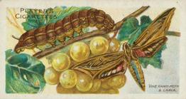 1904 Player's Butterflies & Moths #34 Vine Hawk-Moth Front