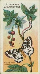 1904 Player's Butterflies & Moths #36 Magpie Moth Front