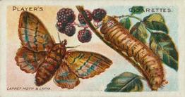 1904 Player's Butterflies & Moths #39 Lappet Moth Front