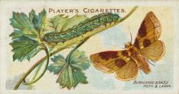 1904 Player's Butterflies & Moths #47 Burnished Brass Moth Front