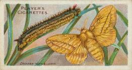 1904 Player's Butterflies & Moths #50 Drinker Moth Front