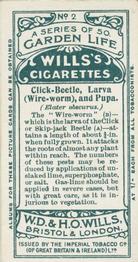 1914 Wills's Garden Life #2 Click-Beetle, Larva (Wire-worm), and Pupa Back