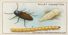 1914 Wills's Garden Life #2 Click-Beetle, Larva (Wire-worm), and Pupa Front