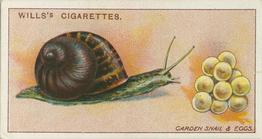 1914 Wills's Garden Life #3 Garden Snail and Eggs Front