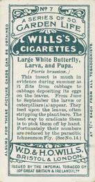 1914 Wills's Garden Life #7 Large White Butterfly, Larva, and Pupa Back