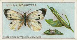 1914 Wills's Garden Life #7 Large White Butterfly, Larva, and Pupa Front