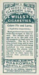 1914 Wills's Garden Life #9 Celery Fly and Larva Back