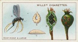 1914 Wills's Garden Life #18 Pear Midge and Larvae Front