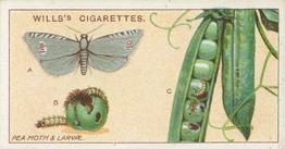 1914 Wills's Garden Life #19 Pea Moth and Larvae Front