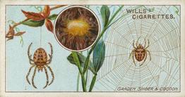 1914 Wills's Garden Life #21 Garden Spider and Cocoon Front