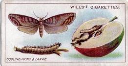 1914 Wills's Garden Life #22 Codling Moth and Larvae Front
