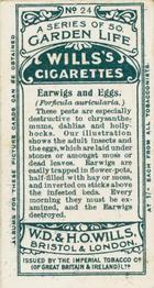 1914 Wills's Garden Life #24 Earwigs and Eggs Back