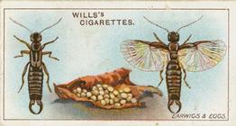 1914 Wills's Garden Life #24 Earwigs and Eggs Front