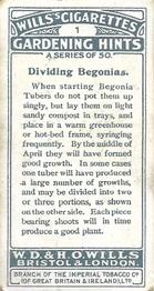 1923 Wills's Gardening Hints #1 Dividing Begonias Back