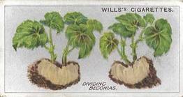 1923 Wills's Gardening Hints #1 Dividing Begonias Front