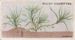 1923 Wills's Gardening Hints #3 Layering Front