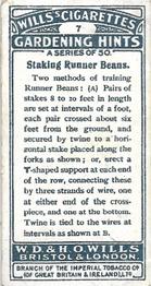 1923 Wills's Gardening Hints #7 Staking Runner Beans Back