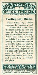 1923 Wills's Gardening Hints #8 Potting Lily Bulbs Back