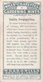 1923 Wills's Gardening Hints #9 Dahlia Propagation Back