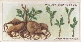 1923 Wills's Gardening Hints #9 Dahlia Propagation Front