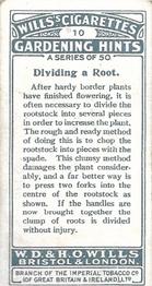 1923 Wills's Gardening Hints #10 Dividing a Root Back