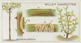 1923 Wills's Gardening Hints #12 Budding Roses Front