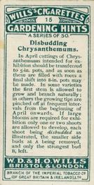 1923 Wills's Gardening Hints #15 Disbudding Chrysanthemums Back
