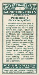 1923 Wills's Gardening Hints #17 Protecting a Strawberry-Bed Back